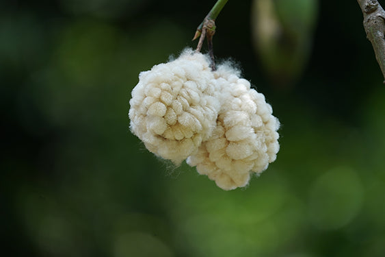 Cotton Flower Bud